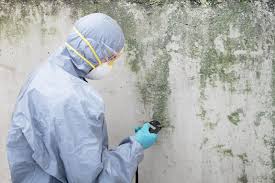 Best Mold Odor Removal Services  in Blplay, AL